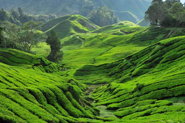 Sapa Top Travelers' Choice
